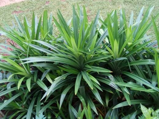 5 Masalah Kesehatan yang Bisa Diatasi dengan Air Rebusan Daun Pandan