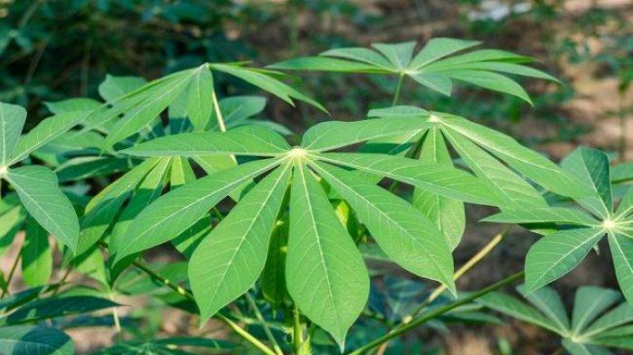 Wajib Tahu, 5 Makanan Yang Mengandung Sianida Alami