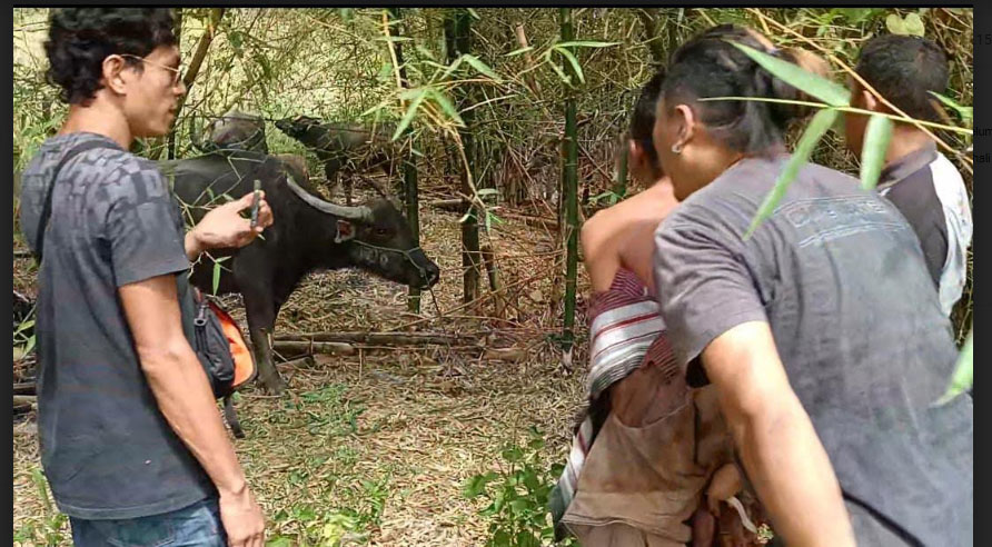 Polisi Kembali Ungkap Jaringan Curi Ternak Lintas Kecamatan di Sumba Timur