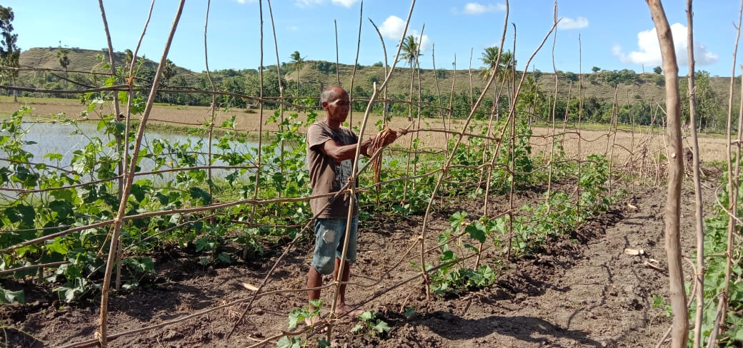 Petani di Mauliru Sumba Timur Budidaya Ketimun di Tengah Pandemi Corona