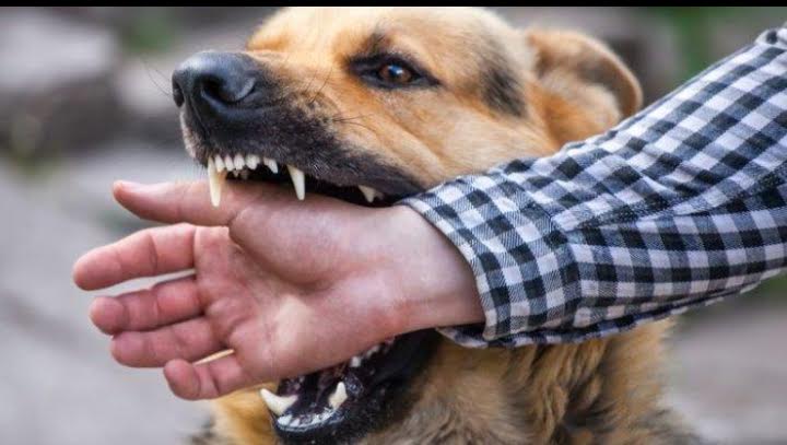 Warga Lembata Meninggal Dunia Karena Digigit Anjing Rabies Dua Tahun Lalu