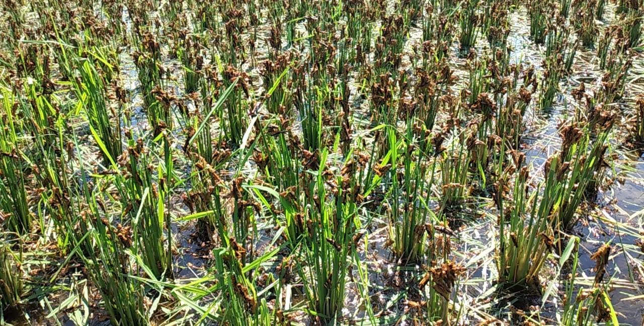 Fraksi PDIP Sebut Hama Belalang di Sumba Timur Resahkan Petani, Ini Permintaan Mereka Kepada Pemkab