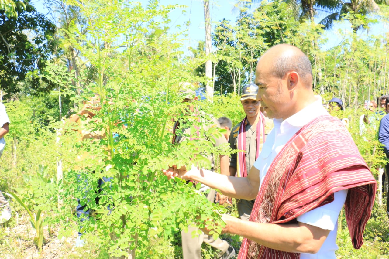 Pemprov NTT Lempar Kelor ke Pasar Internasional