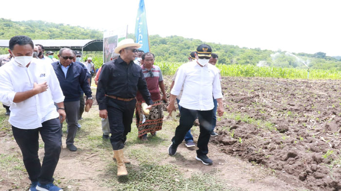 Gubernur Viktor Laiskodat: 1 Hektar Lahan TJPS Hasilkan 7 Ton Pakan Ternak