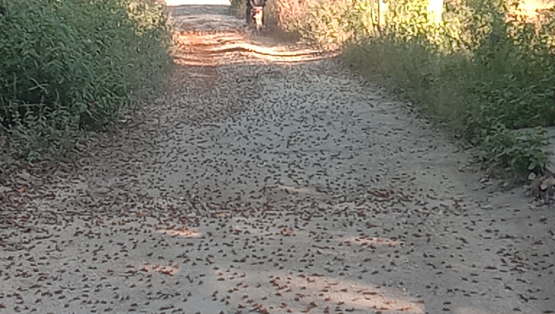 Belalang Penuhi Ruas Jalan di Lai Lanjang Kecamatan Rindi Sumba Timur