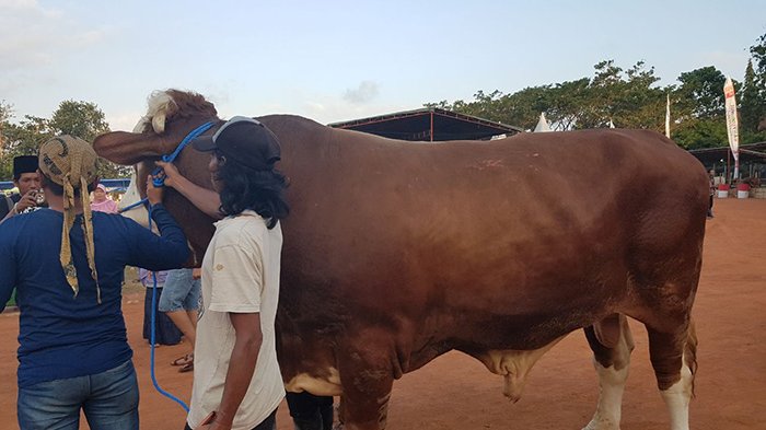 Idul Adha - Atasi Kesulitan Dana untuk Membeli Hewan Kurban dengan Tabungan Kurban