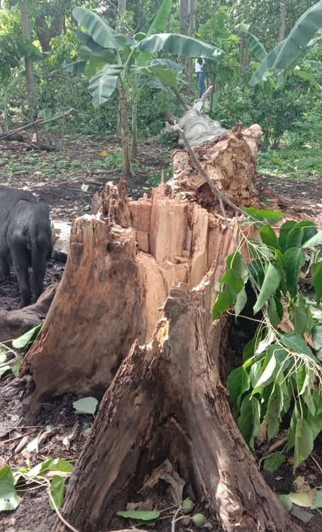 Hujan dan Angin Kencang Melanda Satar Mese Berlangsung Sekitar Empat Hari