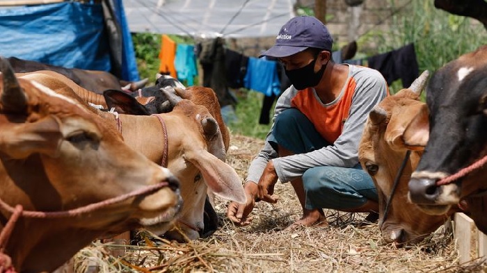 ilustrasi-hewan-kurban-idul-adha-2021.jpg