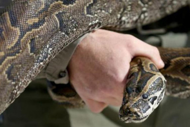 Kepala Pria Ini Dipatuk Ular Piton, Pria Berupata Selamatkan Diri dari Gigitan Piton