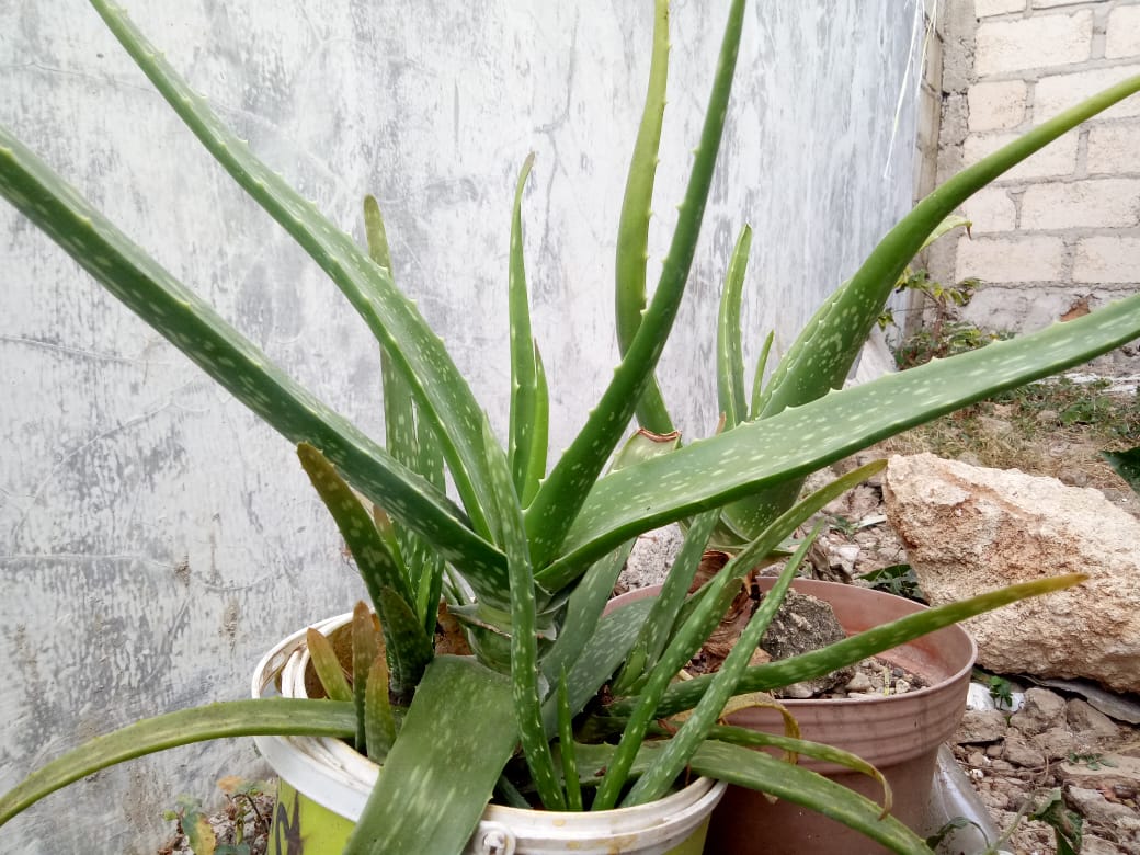 Punya Banyak Manfaat, Ternyata Lidah Buaya Juga Punya Racun yang Berbahaya, Ini Penjelasannya