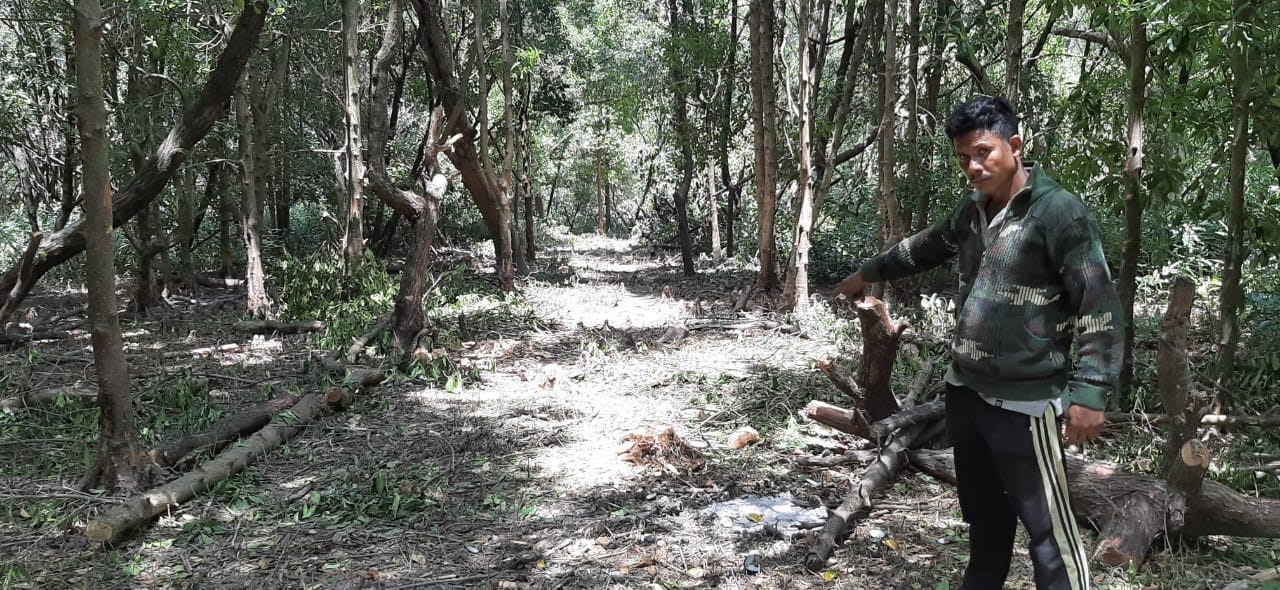 Hutan Mangrove Sepanjang 200 Meter di Pariti Dibabat Oknum Warga