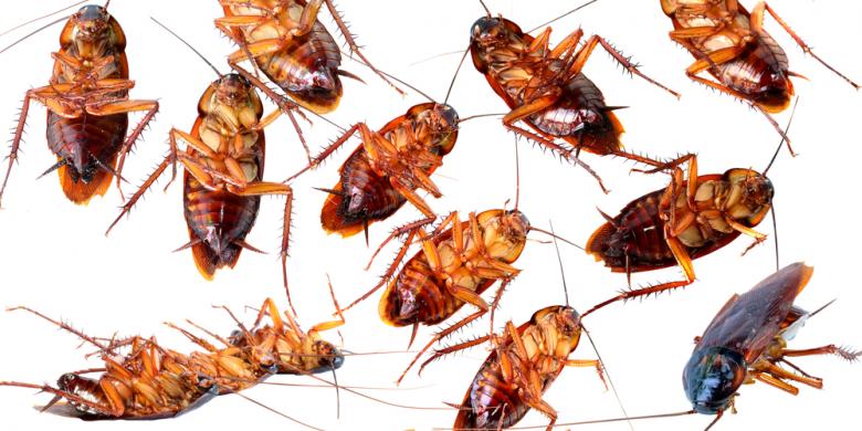 Seekor Kecoak Masuk ke Telinga Perempuan Ini. Terdengar Sepele tapi Akibatnya Bikin Merinding!