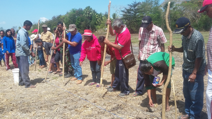 kegiatan-penanaman-jagung-varietas-baru-nasa29-di-desa-oeteta-kecamatan-sulamu_20180815_153603.jpg