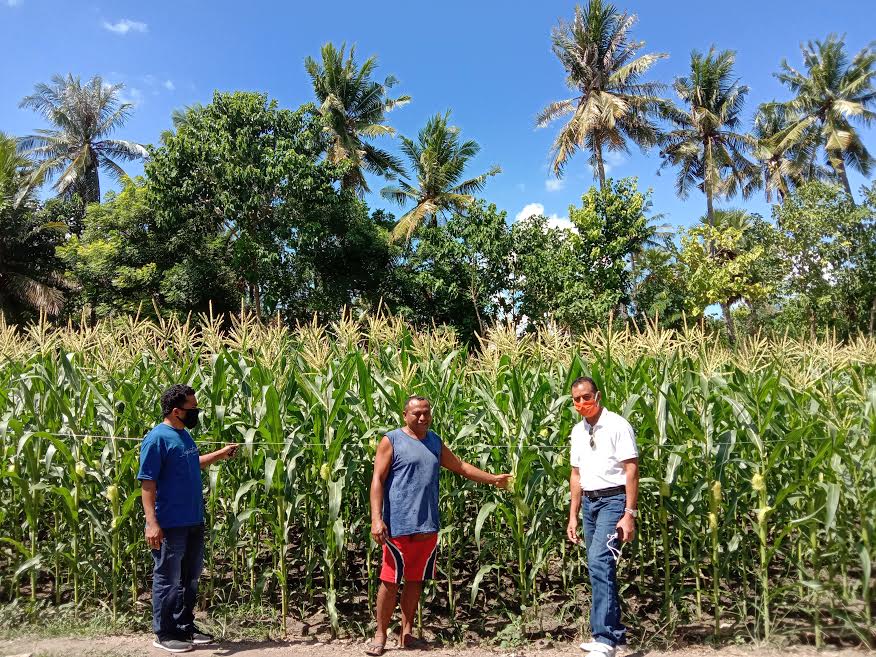 Poktan Lima Sejahtera di Kabupaten Sumba Timur Tetap Eksis di Suasana Pandemi Covid