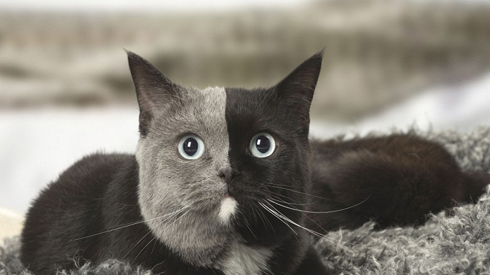 Terpaksa Pisah Ranjang, Wanita Ini Memilih Lebih Banyak Tidur dengan Hewan Kesayangannya