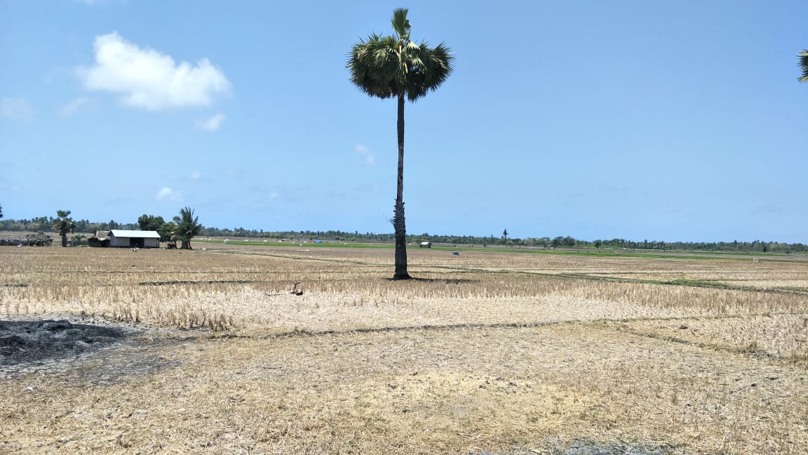 Dua Wilayah di NTT Catat Rekor Daerah Hari Tanpa Hujan Terlama di Indonesia