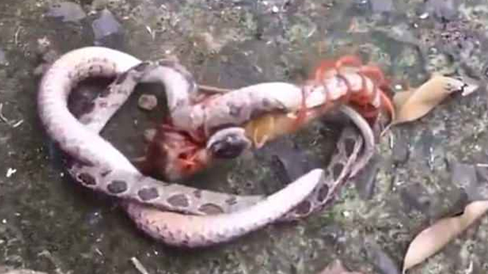 Video Viral, Lipan Raksasa Gigit Ular Piton Hingga Tak Berdaya dan Mati