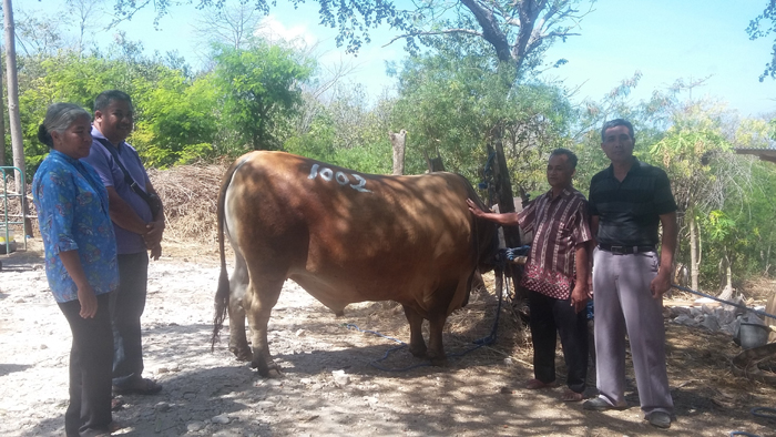 Luar Biasa, Berat Sapi yang Dibeli Jokowi Naik dari 981 Kilogram Menjadi 1,002 Ton