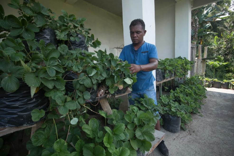 lukas-ua-37-saat-panen-stroberi-di-kampung-pajoreja.jpg