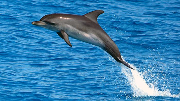 Bersihkan Ranjau & Serang Pasukan Katak Musuh, Korea Utara Latih Lumba-lumba Jadi Pasukan Militer