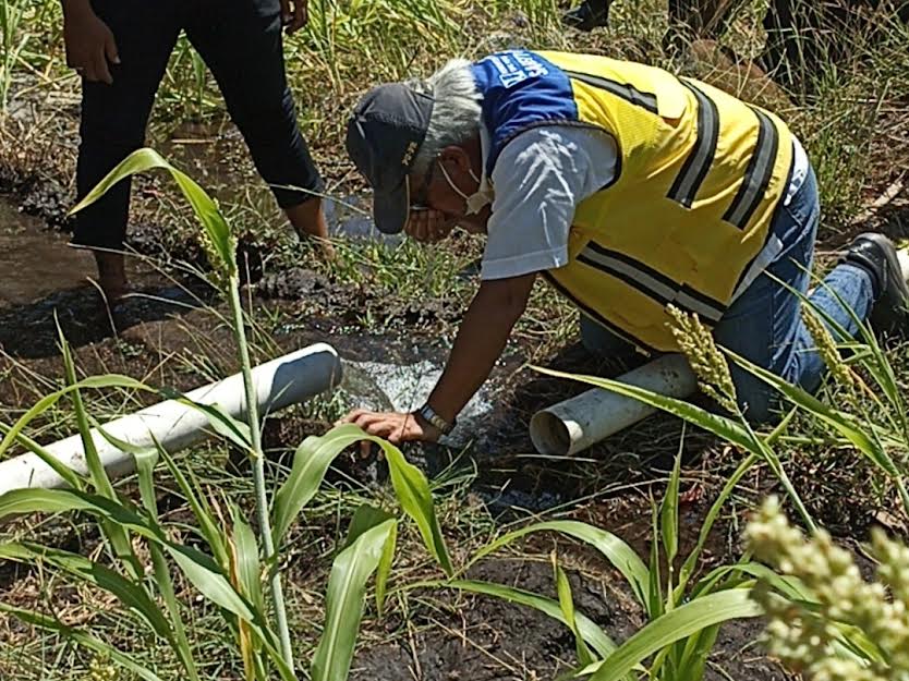 Pemerintah Sumba Timur Siapkan 100 Hektare Lahan Pilot Project Pengembangan Sorgum di Laipori