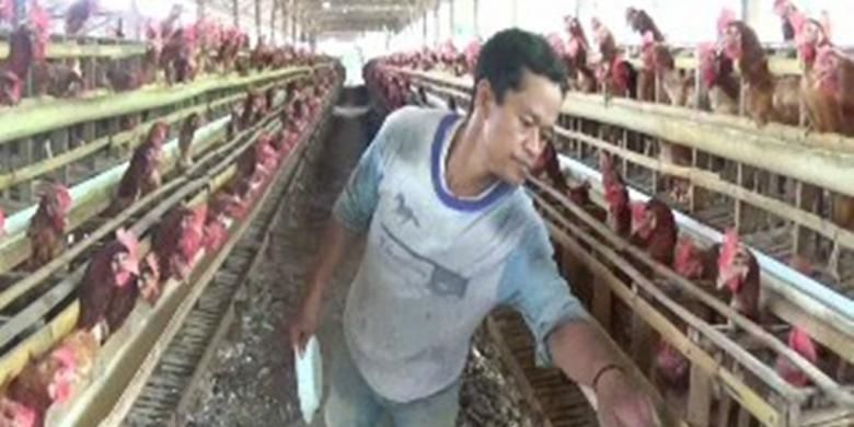 Januari-Maret 2019, Banyak Peternak Ayam Rugi hingga Miliaran Rupiah