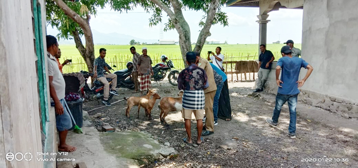 Pemerintah Desa Siru Manggarai Barat Tertibkan Ternak Kambing yang Berkeliaran Bebas