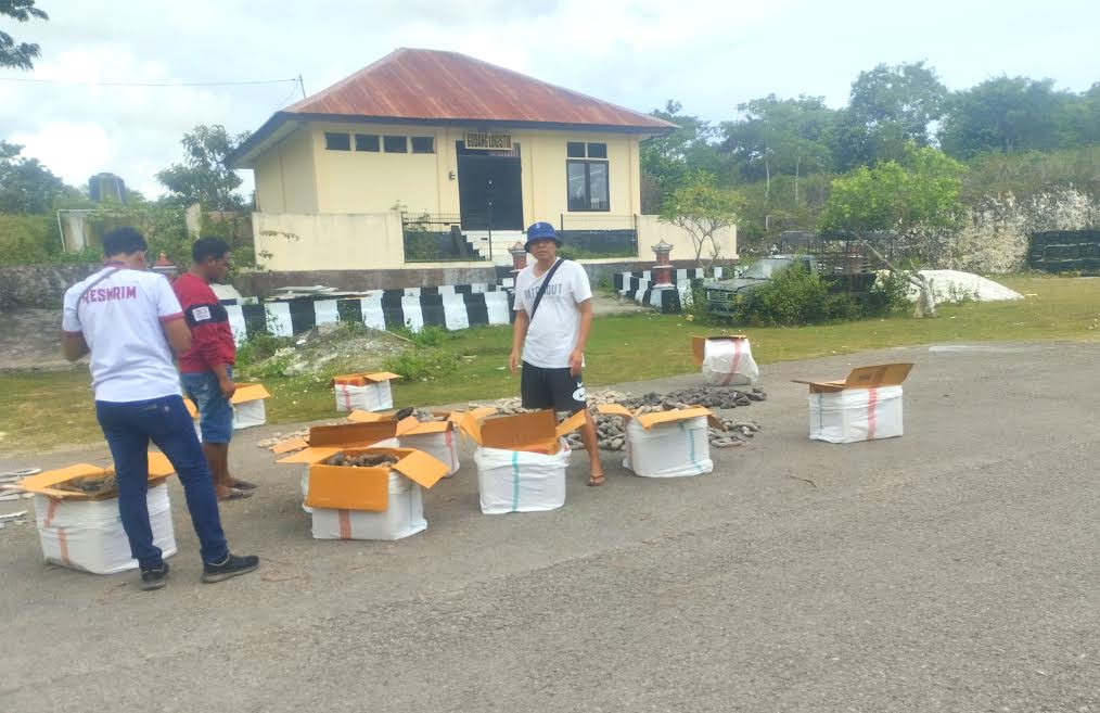 Hasil Sitaan Polres Rote Ndao Teripang dan Sirip Hiu Diduga Ilegal Dititipkan Sementara ke Pemilik
