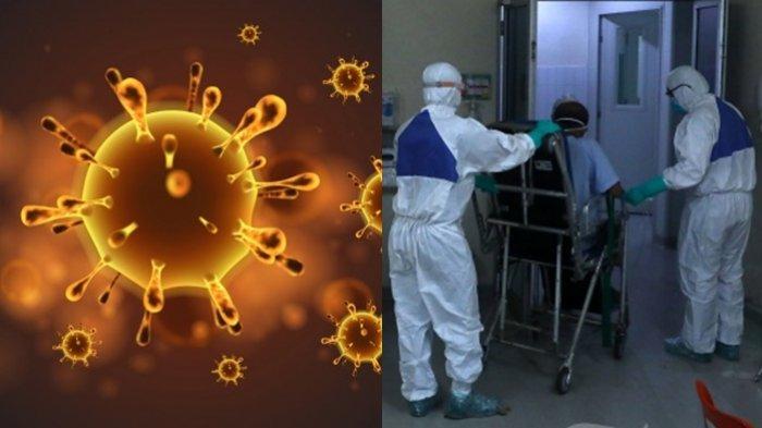 Gejala Hantavirus, Renggut Satu Warga di Tengah Pandemi Corona, Rupanya Hewan Ini Sumber Virusnya