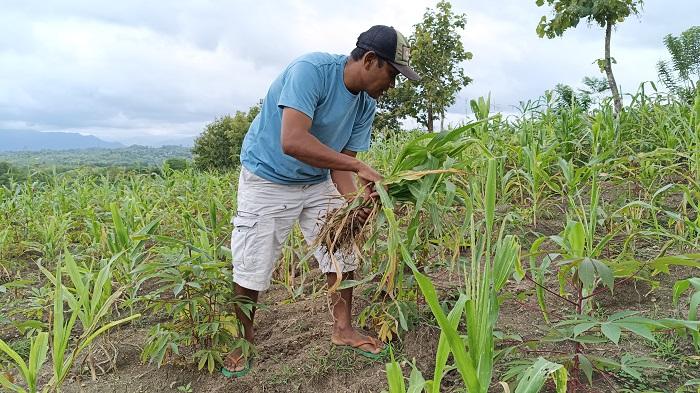 petani-di-Belu-cemas-ulat-grayak.jpg