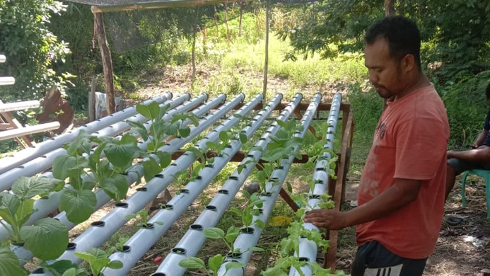 petani-milenial-asal-nagekeo-ini-terapkan-pola-pertanian-hidroponik-simak-liputannya.jpg
