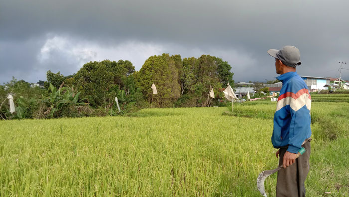 Petani Persawahan Pitak, Manggarai Keluhkan Kerusakan Padi Akibat Badai Seroja