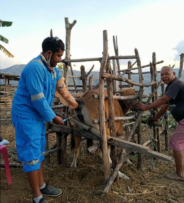 Realisasi Program IB Ternak Sapi di Belu Sudah 240 Ekor