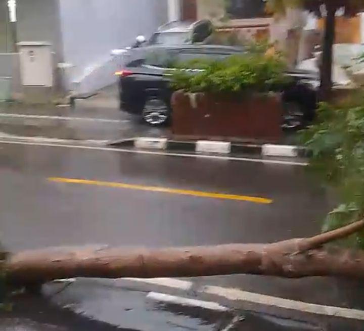 pohon-tumbang-di-kampung-tengah-Labuan-Bajo.jpg