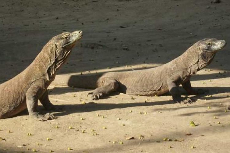 Pulau Komodo Akan Ditutup 2020, Ini 3 Tempat Eksotik Labuan Bajo NTT Yang Bisa Kalian Kunjungi
