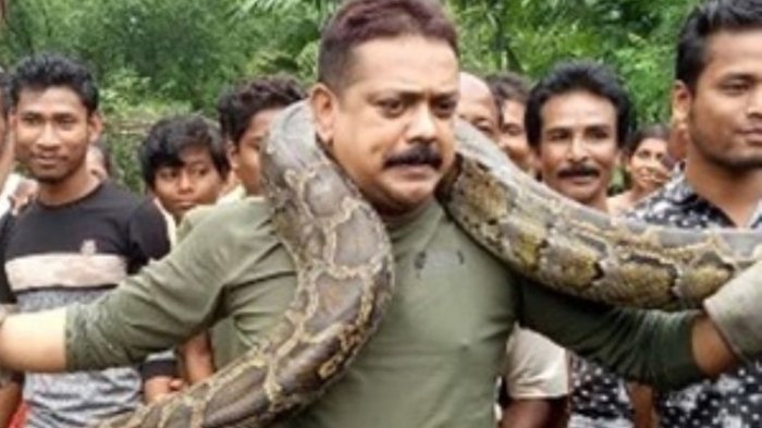 Begini Cara Lepas dari Lilitan Ular Piton, 3 Menit Bisa Kehilangan Nafas, Siswa SMP Tewas karena