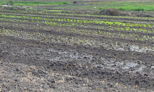 Program TJPS di Malumbi Sumba Timur Ditunda Akibat Belalang