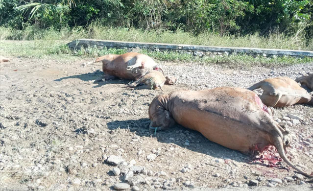 Ratusan Ternak Sapi di Malaka Mati, Bertebaran Dimana-mana