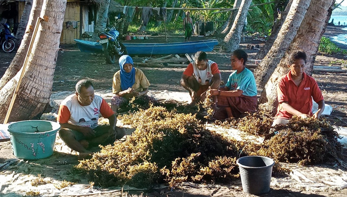 Rumput Laut, Sumber Uang Warga Riangduli di Pulau Adonara