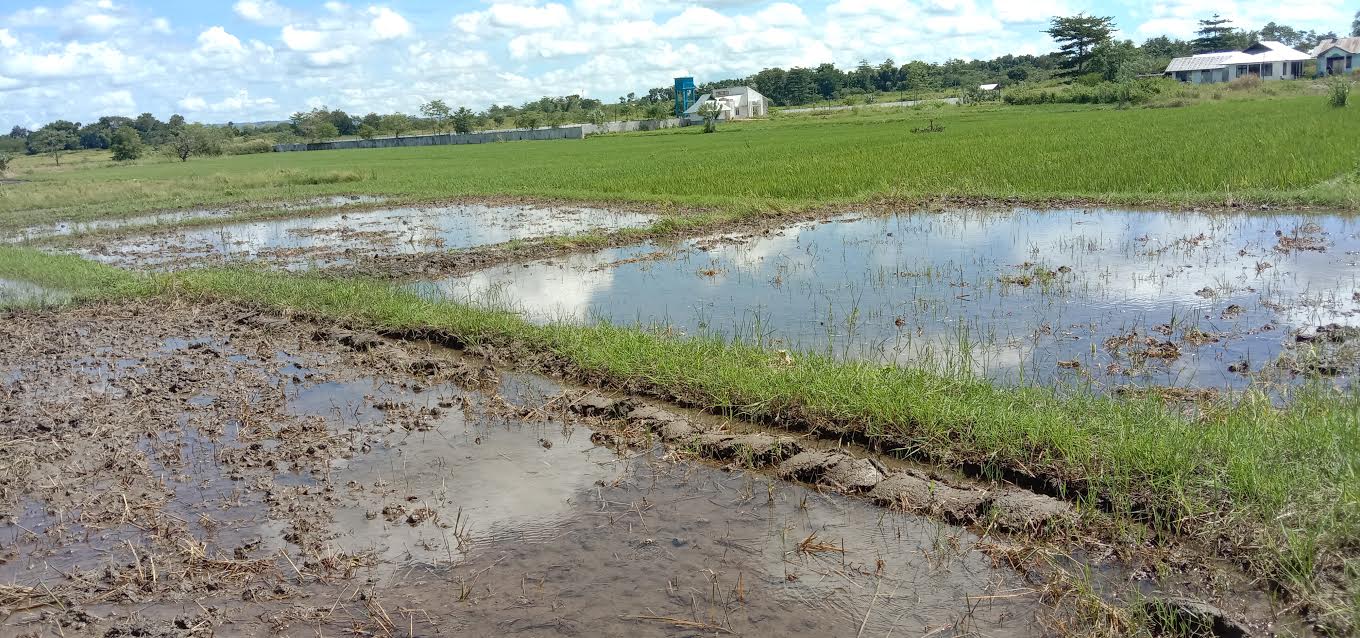 PDIP Sumba Timur Minta Pemerintah Maksimalkan Potensi Lahan Pertanian