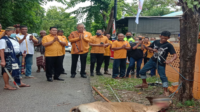 Sambut Kunjungan Sekjen, DPD Partai Hanura NTT Sembelih Seekor Sapi
