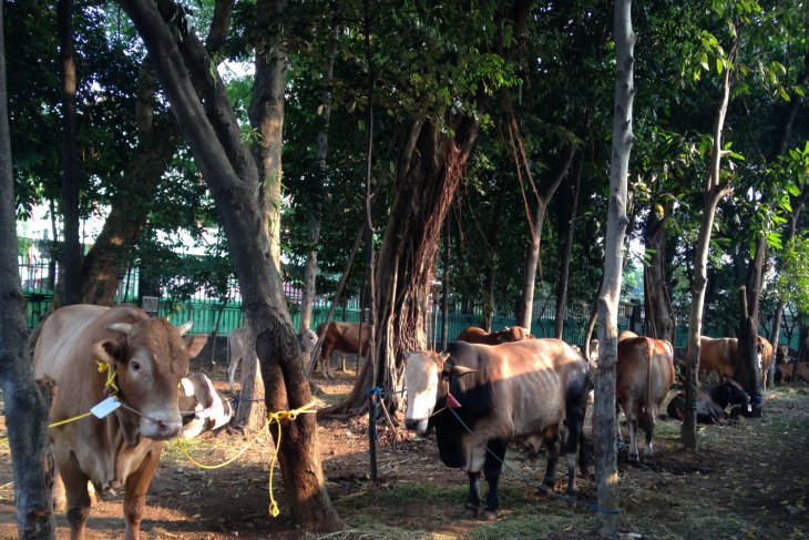 IDUL ADHA 2019, Ini 4 Hal yang Harus Diperhatikan Ketika Memilih Hewan Kurban