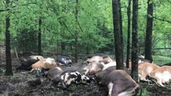 13 Ekor Sapi Milik 6 Warga Kupang Mati Tersambar Petir, Lihat Kondisi Sapi dan Kerugian Petani