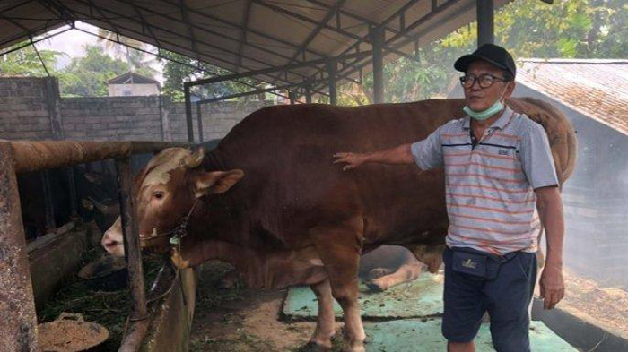 sapi-pemberian-jokowi-untuk-jambi-untuk-idul-adha-2021-berat-885-kg-diperlakukan-khusus-di-jambi.jpg