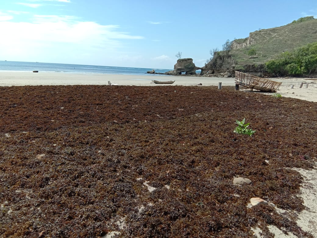Harga Rumput Sargum di Laijanji Sumba Timur Sudah Naik