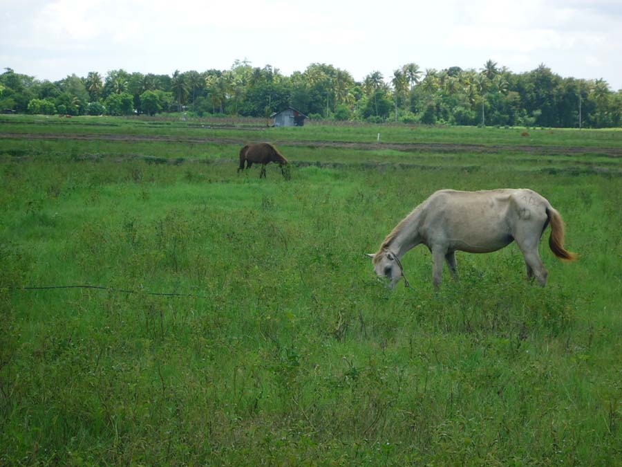Hanya Sapi dan Kuda yang Kenyang di Persawahan Oesao