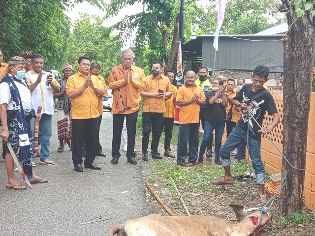 Bentuk Penghormatan, Keluarga Besar Hanura NTT Sambut Sekjen dengan Sembelih Seekor Sapi