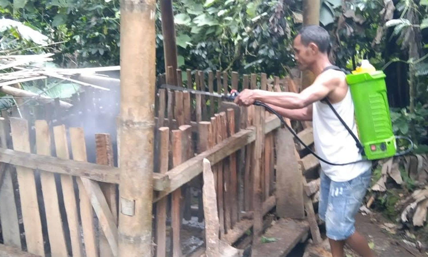 20 Ekor Babi Mati di Poco Ri'i, Disnak Manggarai Timur Langsung Cek di Lapangan