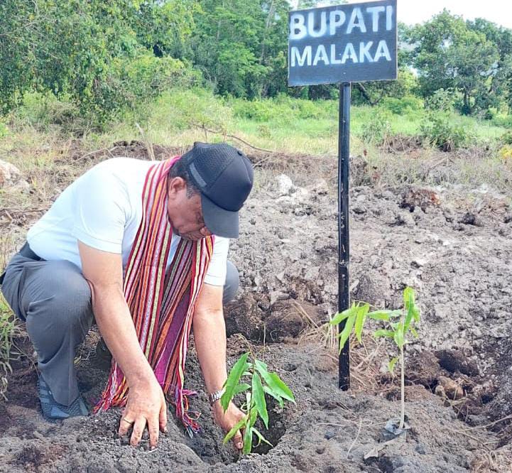 simon-nahak-bupati-malaka-menanam-pohon-gaharu-di-bumi-sumba.jpg