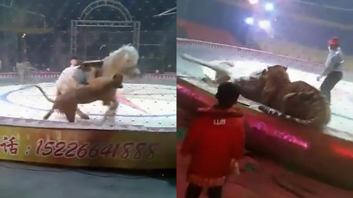 singa-dan-harimau-menerkam-kuda_20180320_000731.jpg